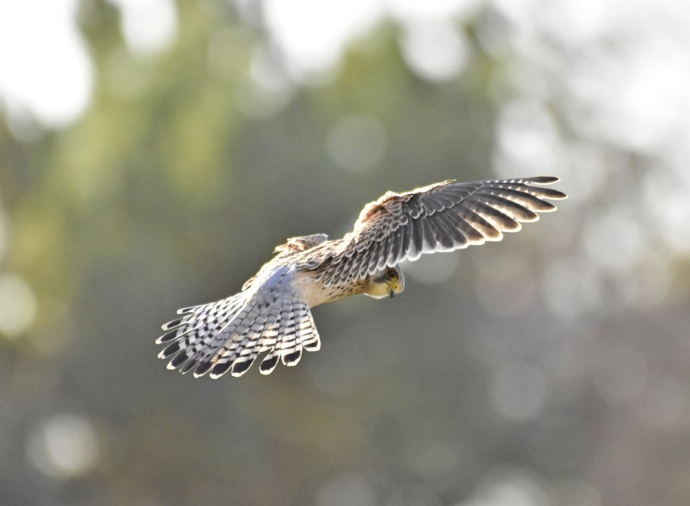 A Common Kestrel (Falco Tinnunculus) hovering over the roadside verge near Straiton, Edinburgh