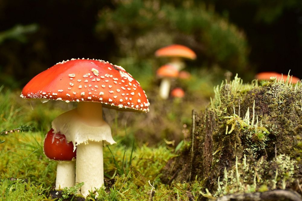Some Fly agarics (Amanita muscaria) finds for #UKFungusDay. These are all from a woodland in South Lanarkshire, Scotland. @britmycolsoc.org.uk #Fungi #Mushrooms #Nature #Photography #Nikon 