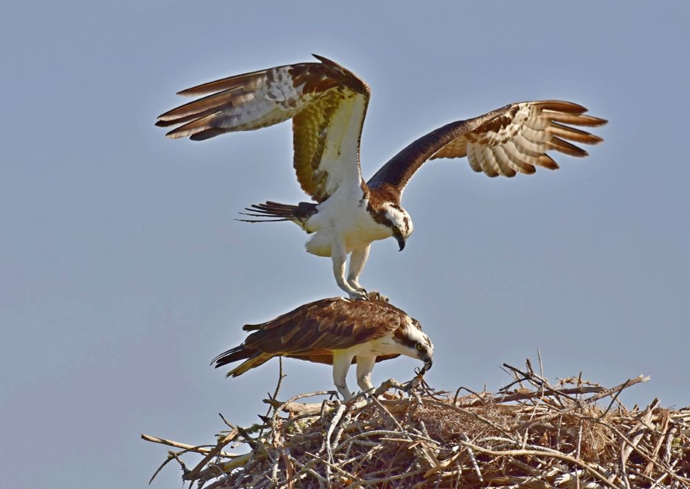 She carries on arranging the sticks in the nest while he gets his balance.