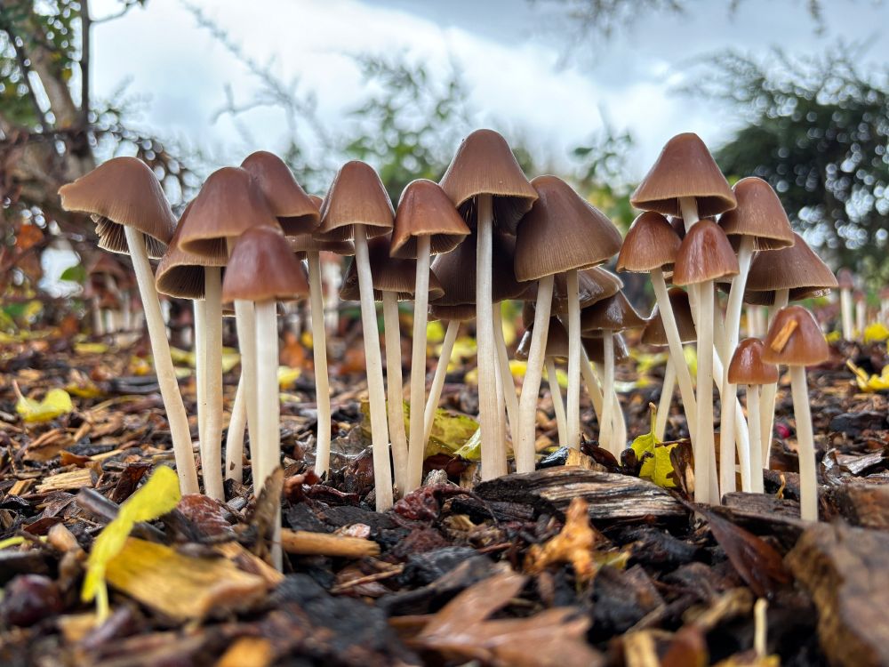 Conical brittlestems (Parasola conopilea) or (Psathyrella conopilus) in a local open parkland. Thriving in a bark chipping covered flower bed. Images grabbed today with an iPhone.