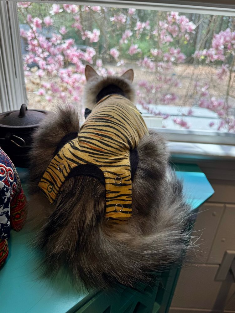 Kitten in tiger, striped compression suit sitting on table in front of window. Magnolia is outside.