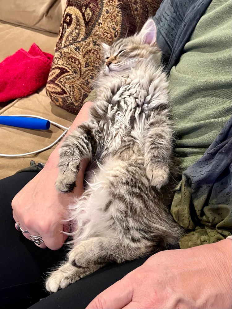 Kitten lying on back in human arms