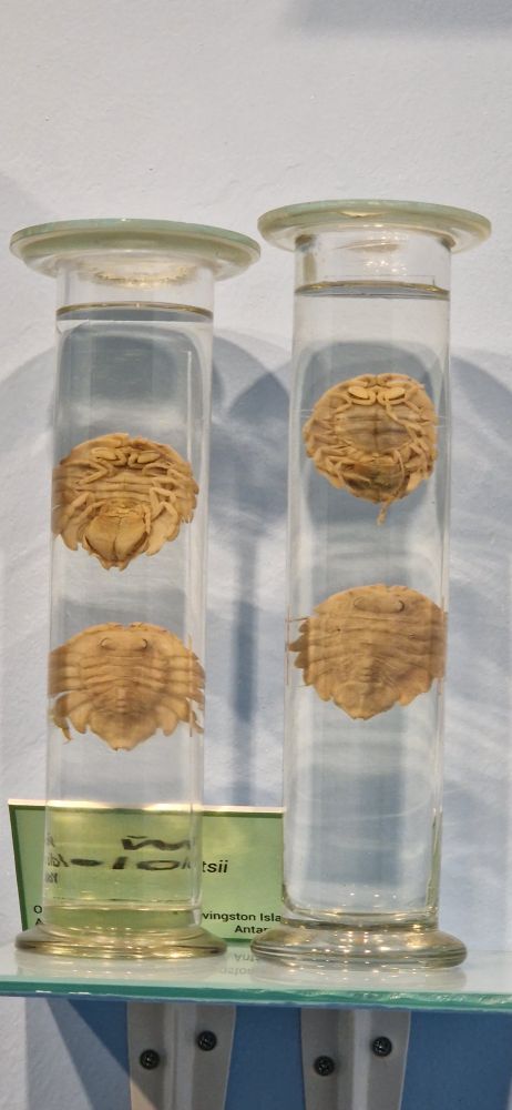 Two jars with preserved specimens of round, trilobitey looking isopods. 
