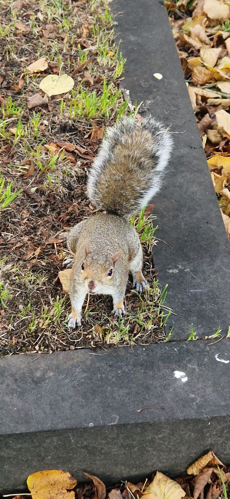 A squirrel, who expects to be fed. 