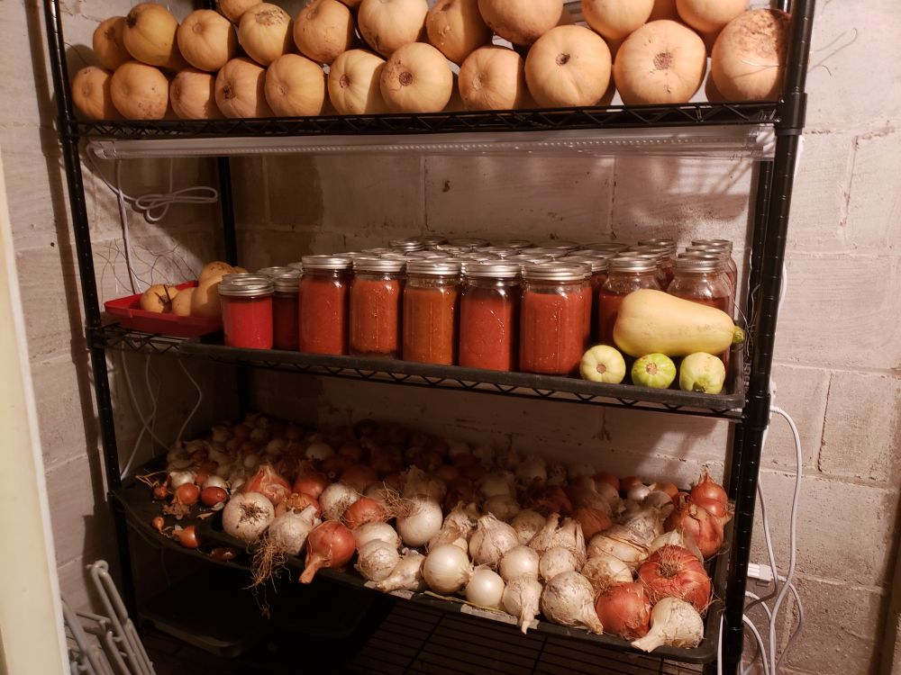 root cellar with butternut squash, canned tomato sauce, and yellow and white onions on a black shelving unit, which doubles as the grow room in february/march.