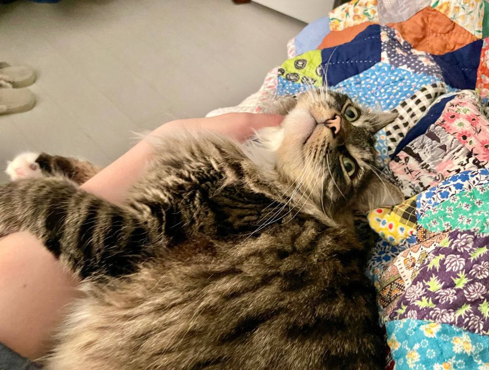 a brown cat with the most head empty expression. his brain is the dial up modem noise from 1999