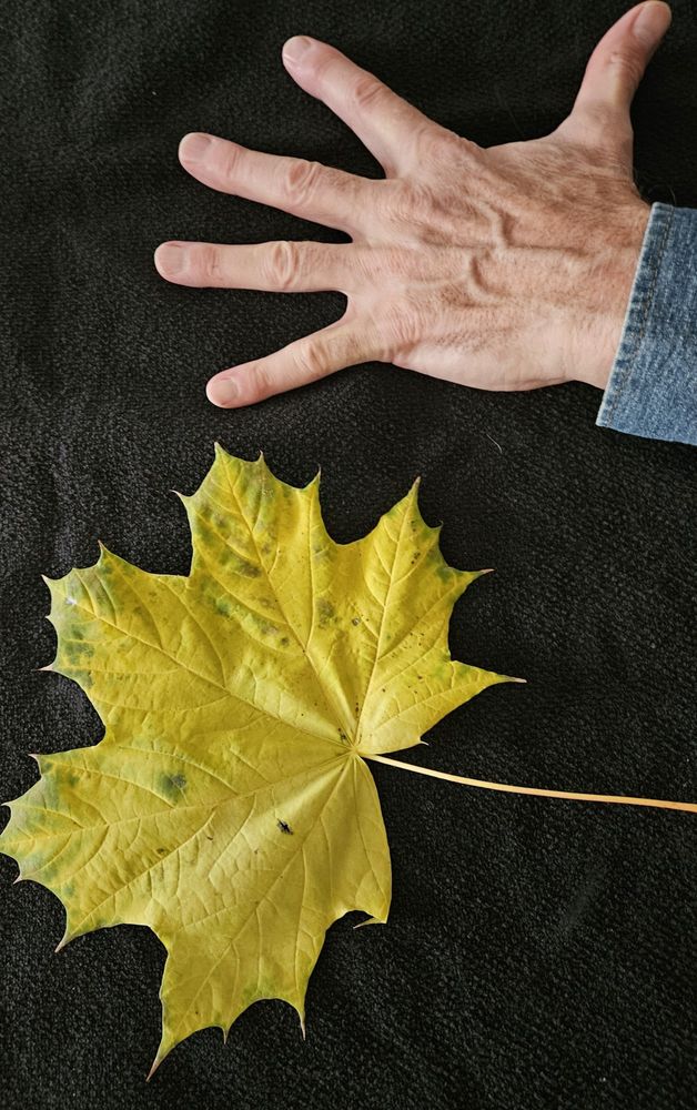 Large yellow maple leaf and large hand side by side