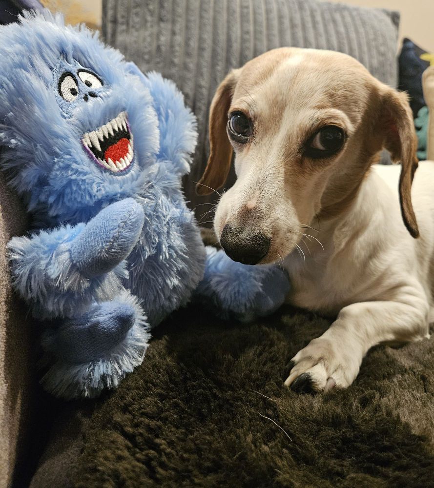 Pic of white, brown dog with a dog toy (the abominable snowman).