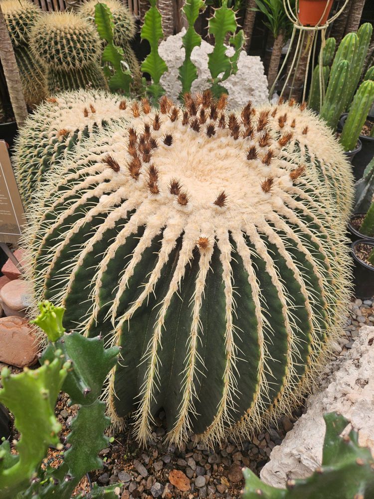 A pic of a large golden barrel cactus, aka the golden ball, "mother-in-law's cushion. Kroenleinia grusonii is the scientific name.