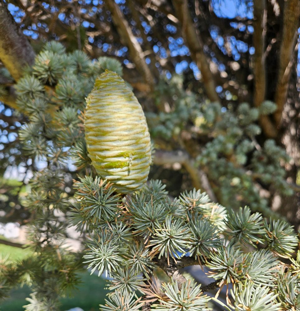 Pic of the Blue Atlas Cedar branch with one immature cone...Cones do not produce till they’re at least 20–30 years old. 

Cone Appearance:Green and upright when immature (like candles sticking up from the branch).
Will eventually turn brown and begin to disintegrate while still on the tree to release seeds—cedar cones don’t usually fall off whole.