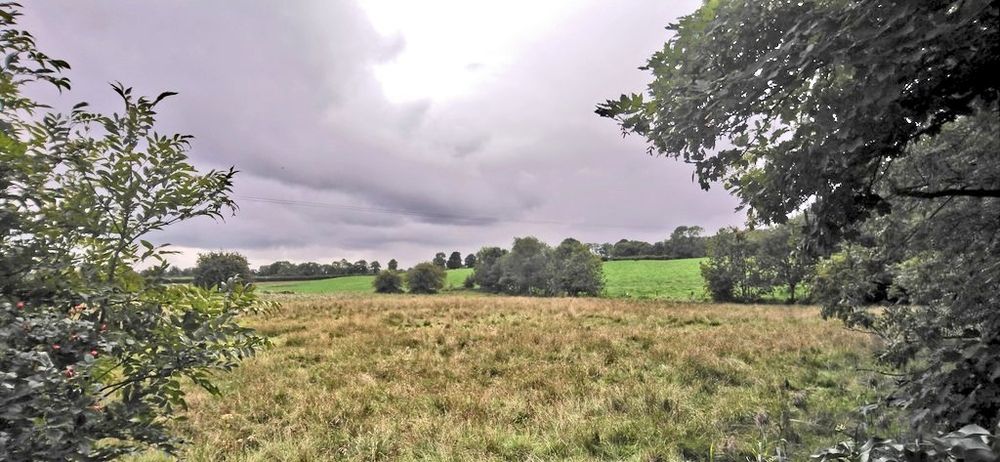 A boggy field at Knightstown, with trees along the edge and grey clouds overhead. 