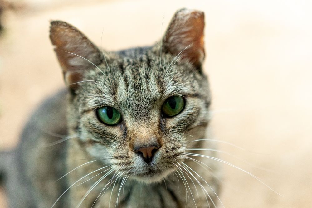 A photograph of a amber cat with scars on his ears. He has bright green eyes.