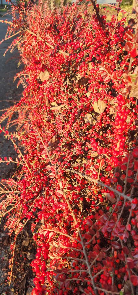 Close-up photo of plant with bright red berries in the sun