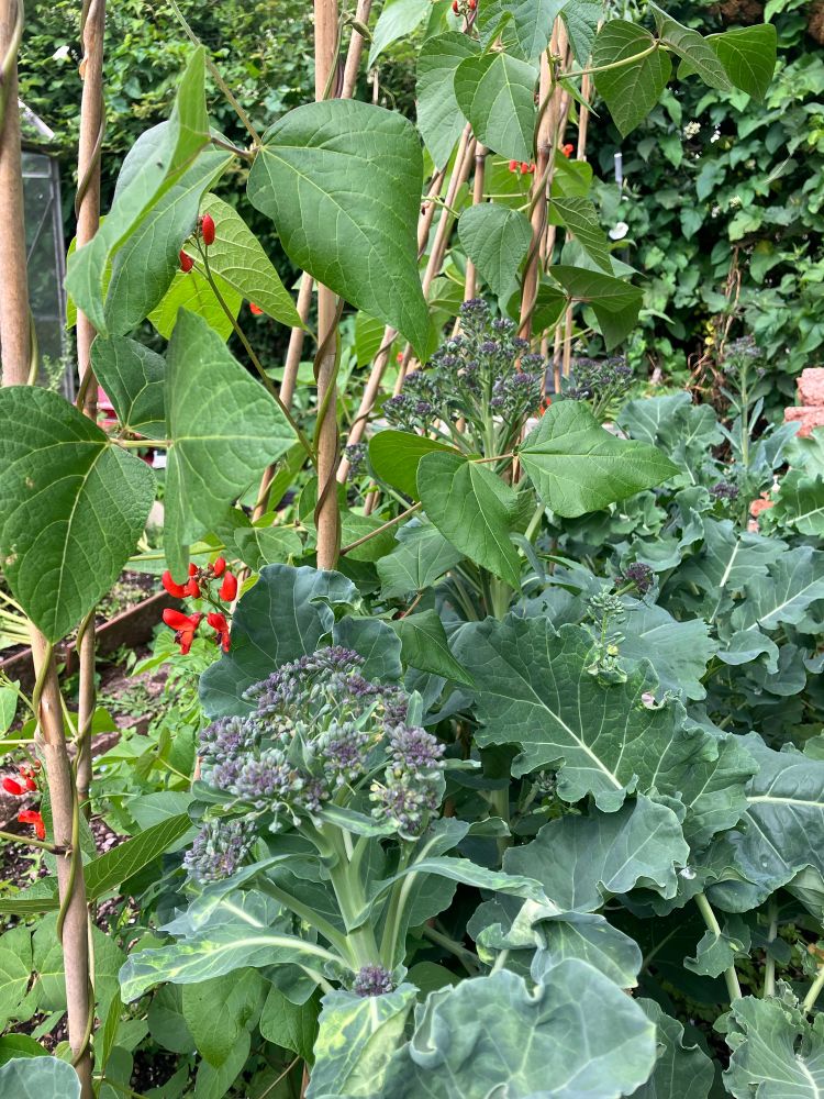 Purple sprouting broccoli next to runner bean plants