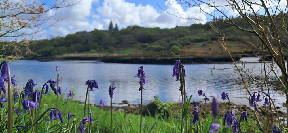 Bú nó Bó muc na Bealtaine seo caite ag fás sa chrích idir Gaoth Dobhair agus na Rosa