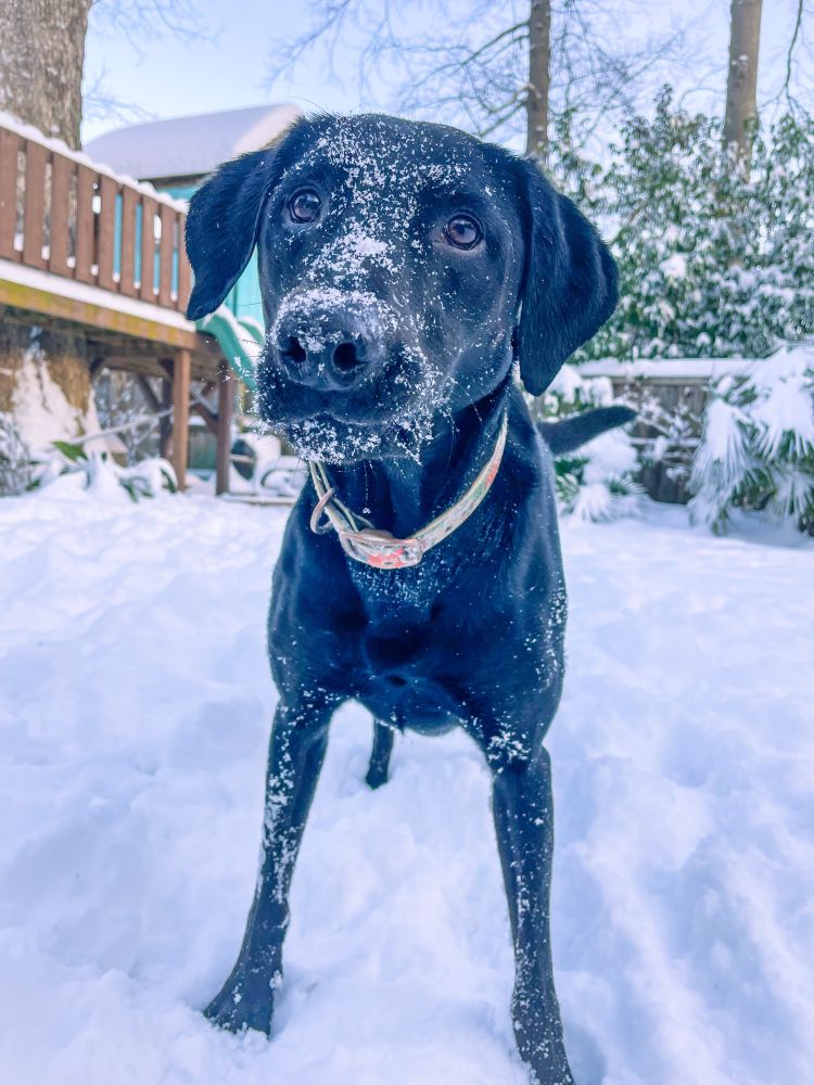 A black lab standing in the snow.