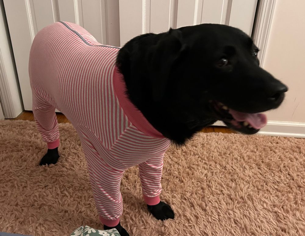Labrador retriever in pink pajamas