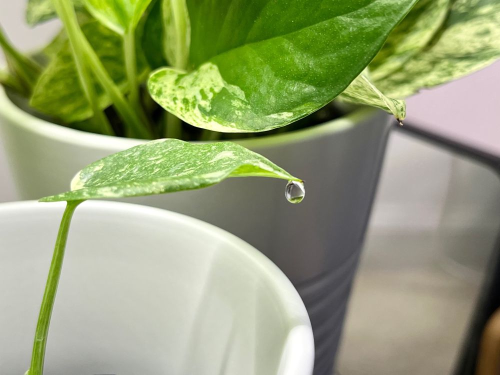 Листок рослини із краплею води на кінчику.