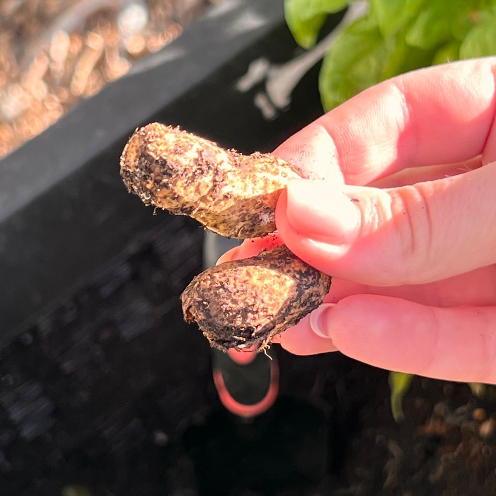 горіхи арахісу у шкарлупинні