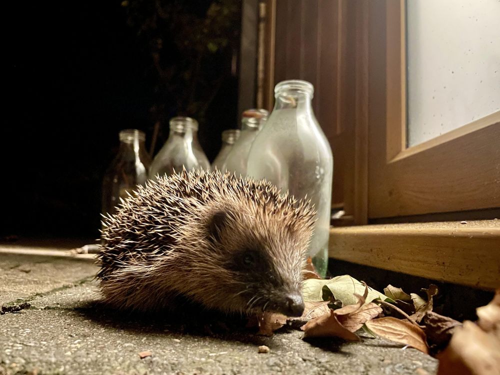 Nighttime visitor