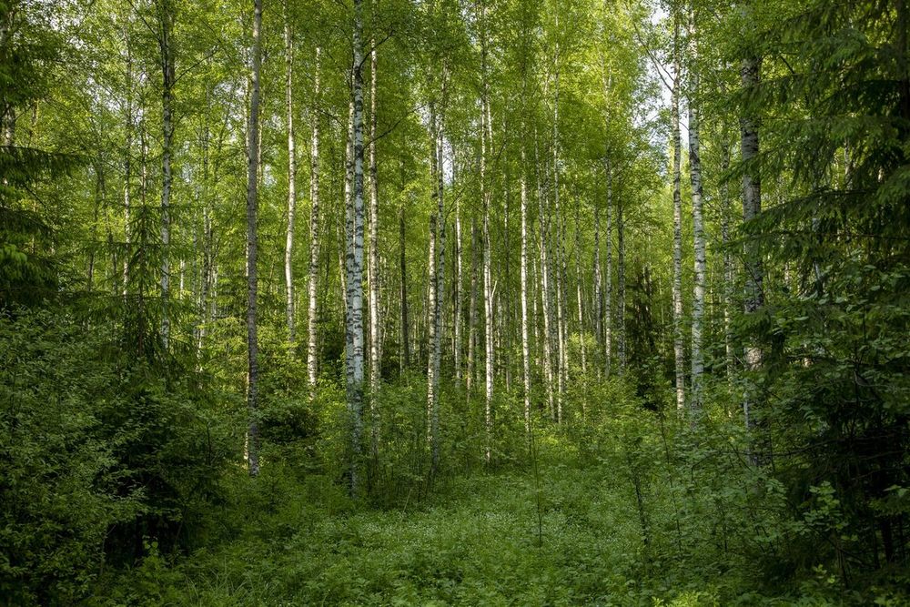 Suur ülevaade: kellele kuulub Eesti mets? - EUROPE SAYS