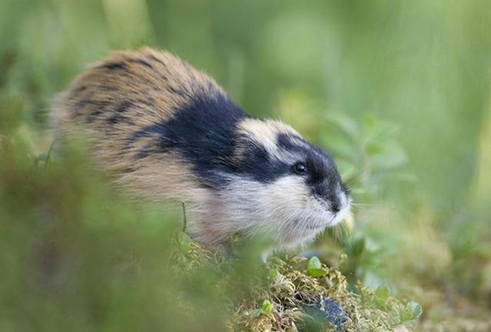 When is the famed lemming year going to happen in Finland? When was the last one?