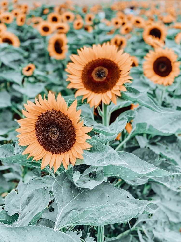Sunflowers 