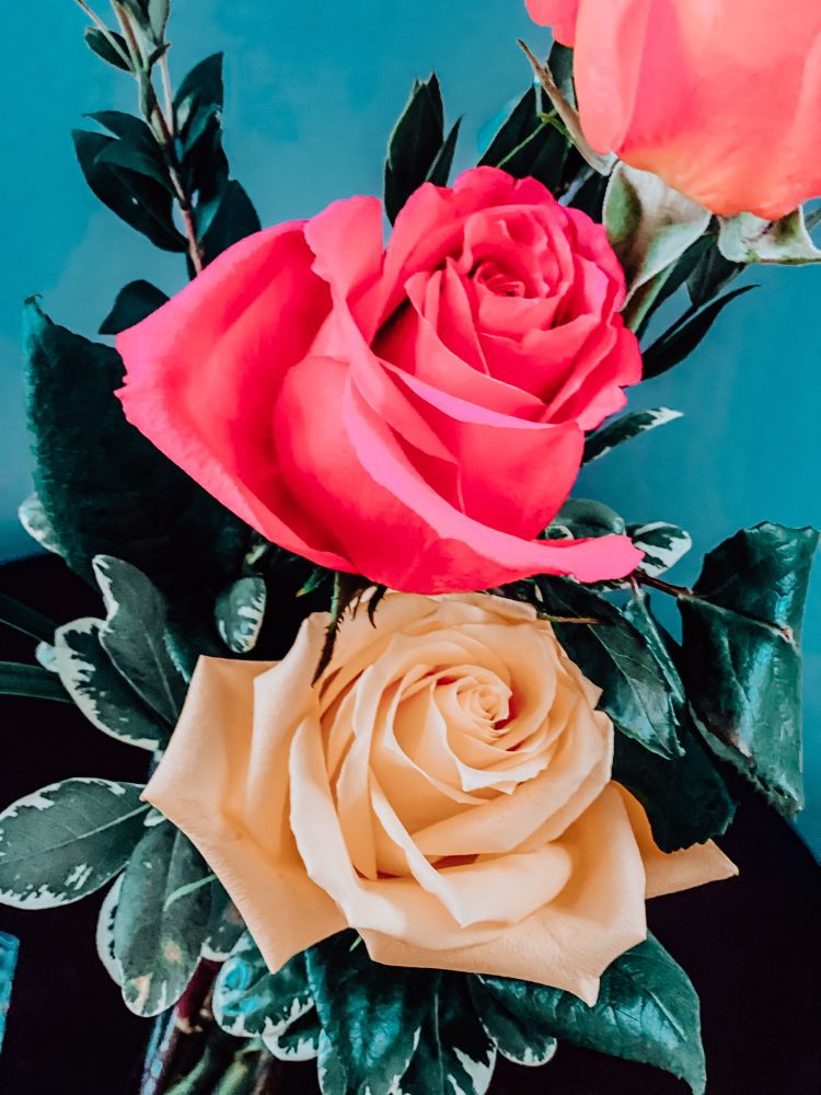 Roses