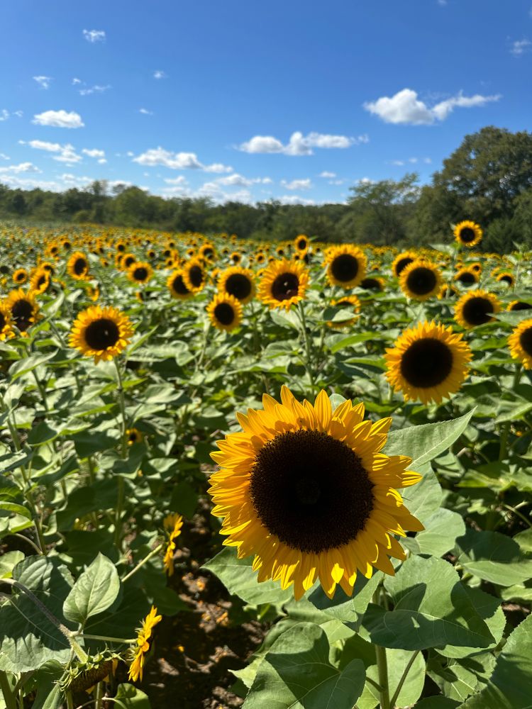 Field of sunflowers 