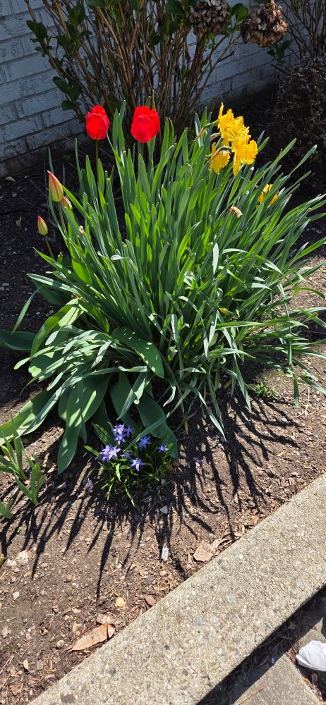 A mix of red tulips, yellow daffodils, and unknown purple flowers (possibly asters? please help IDing if you can)