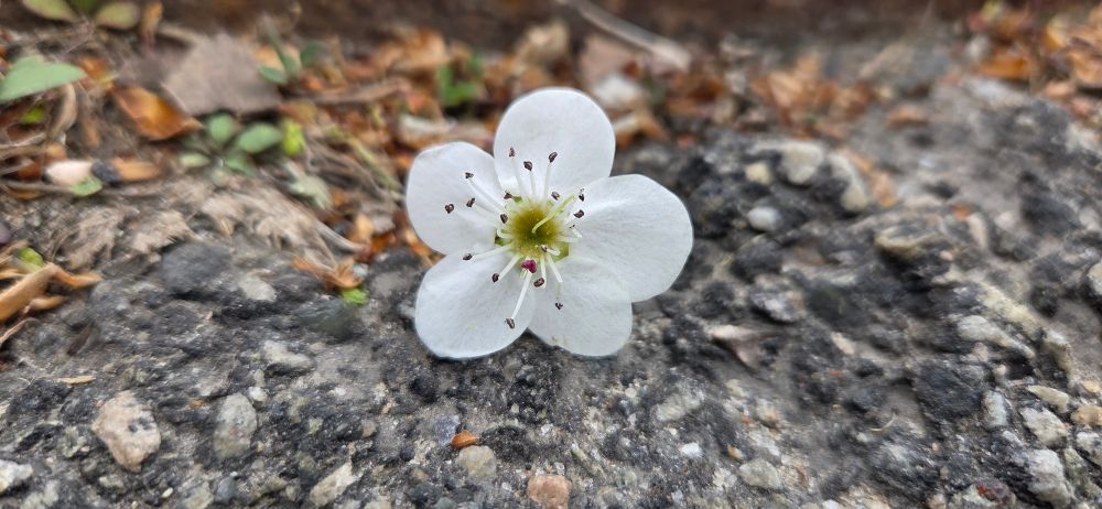 Hawthorn blossom fallen onto the asphalt.