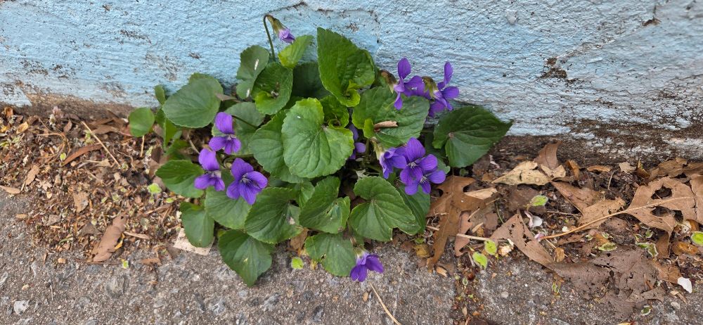 Violets growing on a sidewalk at the base of a park's outer wall.