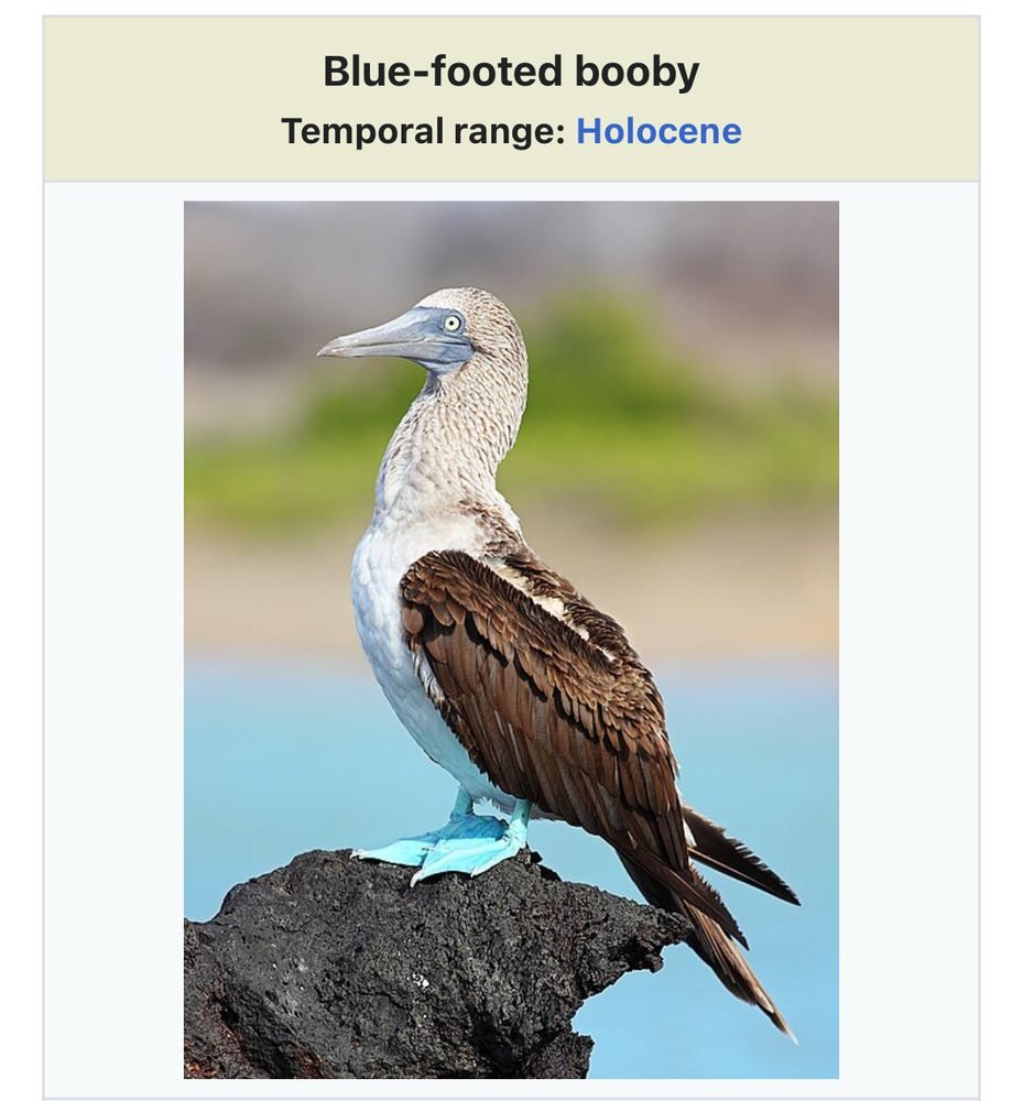 A labeled picture of a blue footed booby