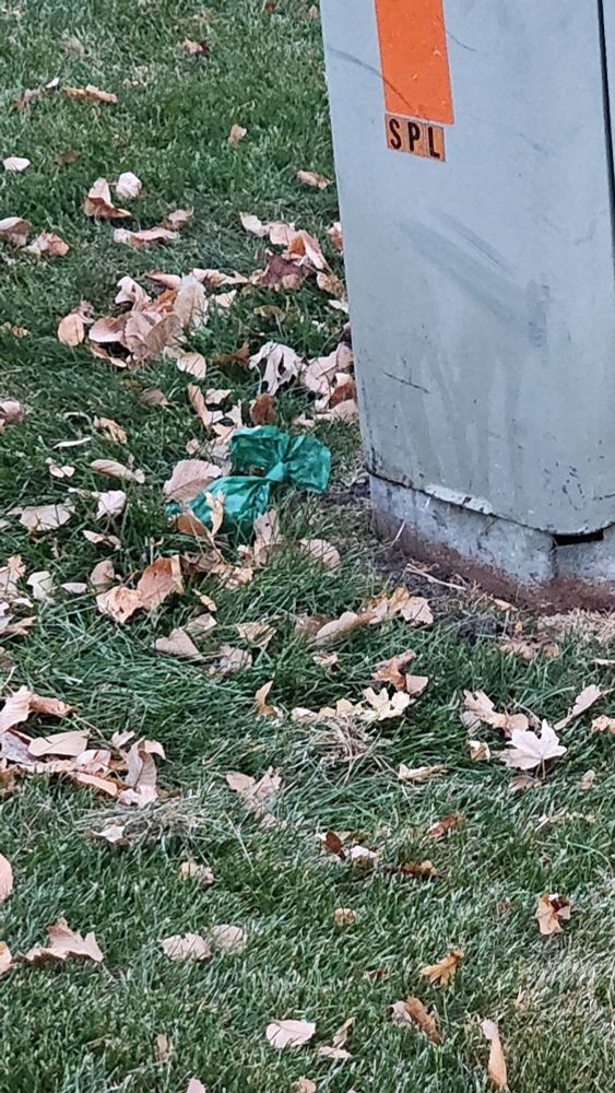 A tied green dog-waste bag sits on the grass next to a gray utility box. Fallen brown leaves are scattered across the lawn around it.