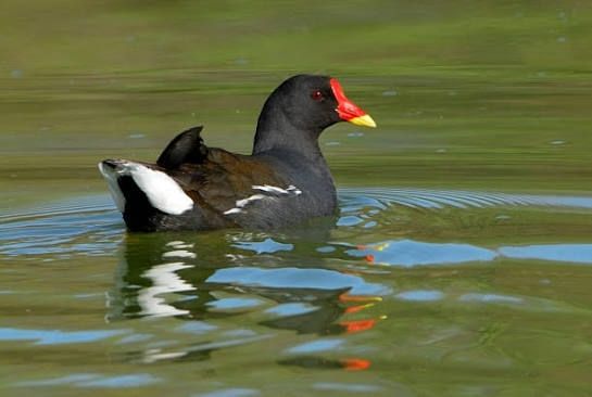 Gallineta común, también conocida como polla de agua, nadando en el agua. 
Ave de plumaje oscuro con algunas plumas blancas en la cola, pico amarillo en la punta y rojo hasta la base del cráneo.