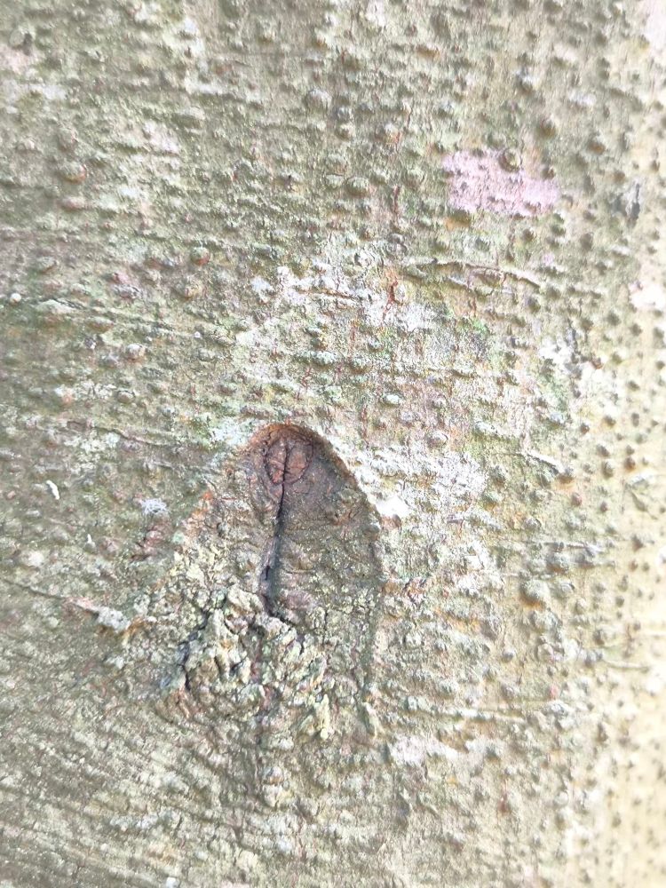 Labio cerrado y curado de un árbol.
Parece tener la forma de unos labios internos con clítoris.