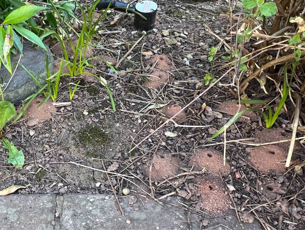 Patch of garden border with multiple small holes in the soil made by mining bees. 