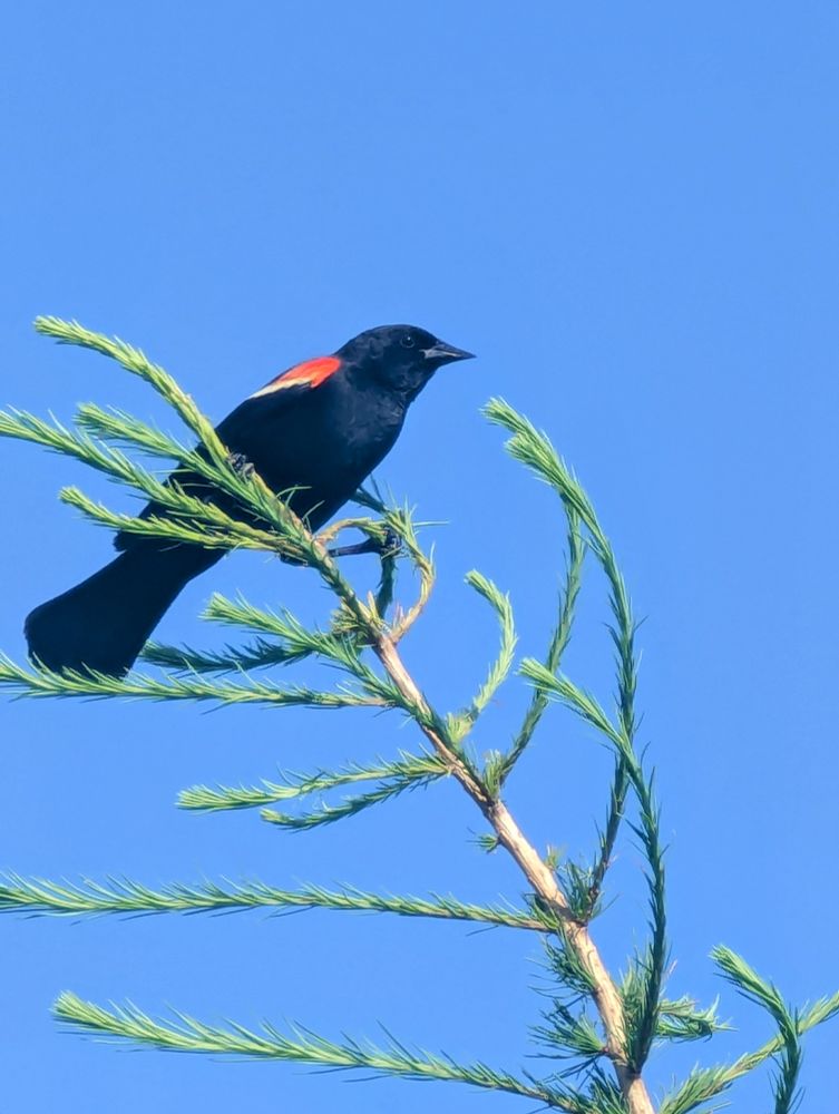 A male red-winged blackbird sits on the top of an evergreen sapling. He yelled at me for like three minutes straight. Exhilarating. 