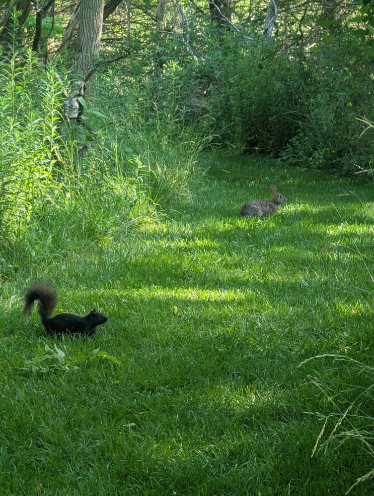 A squirrel with black fur has joined the party. Everyone has frozen.  
