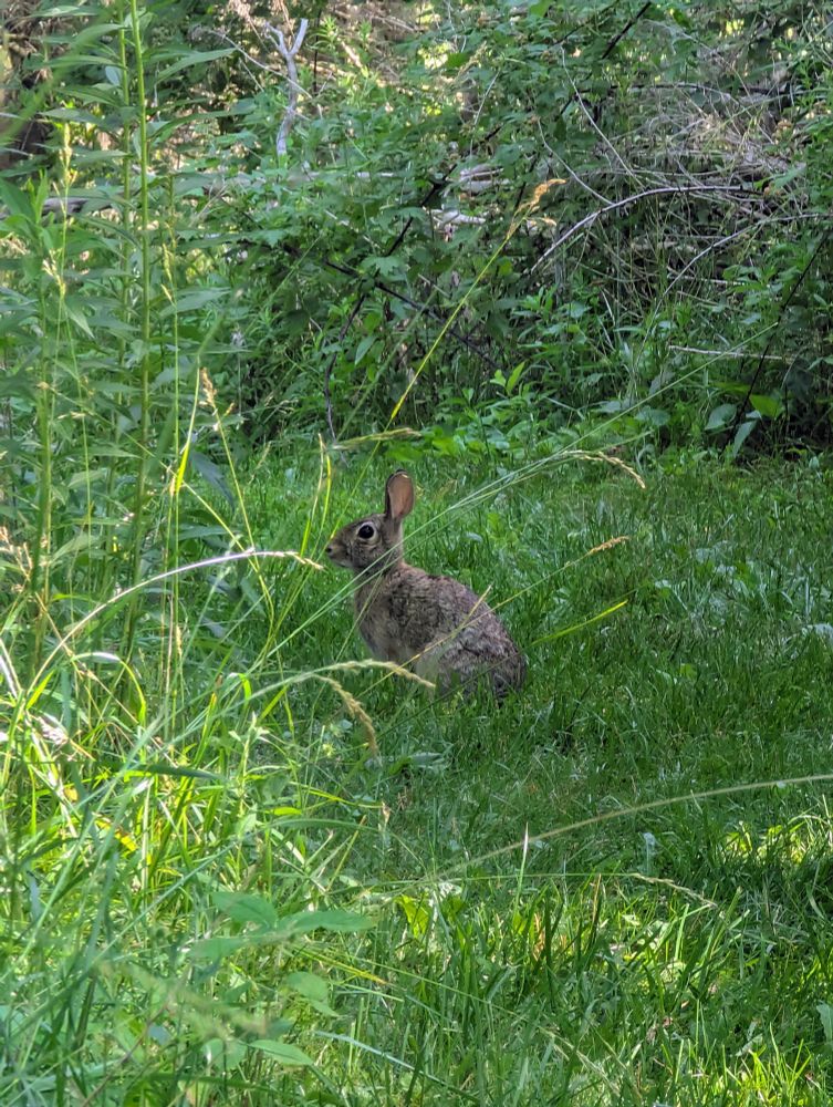 A rabbit sits frozen, ears effect, on a grassy trail. 
This rabbit and I, we kept running into one another. He wouldn't get off the path. 