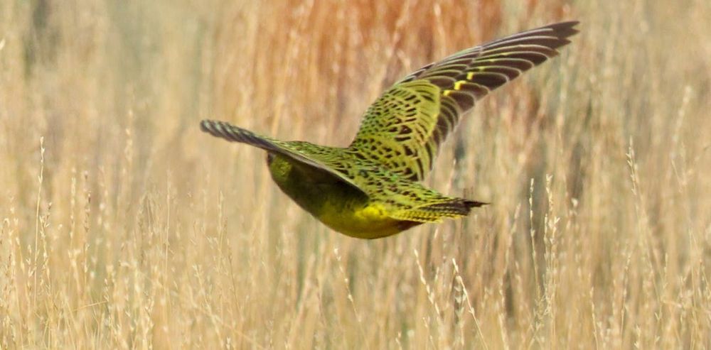 ‘Breakthrough discovery’: Indigenous Rangers in outback WA find up to 50 night parrots – one of Australia’s most elusive birds