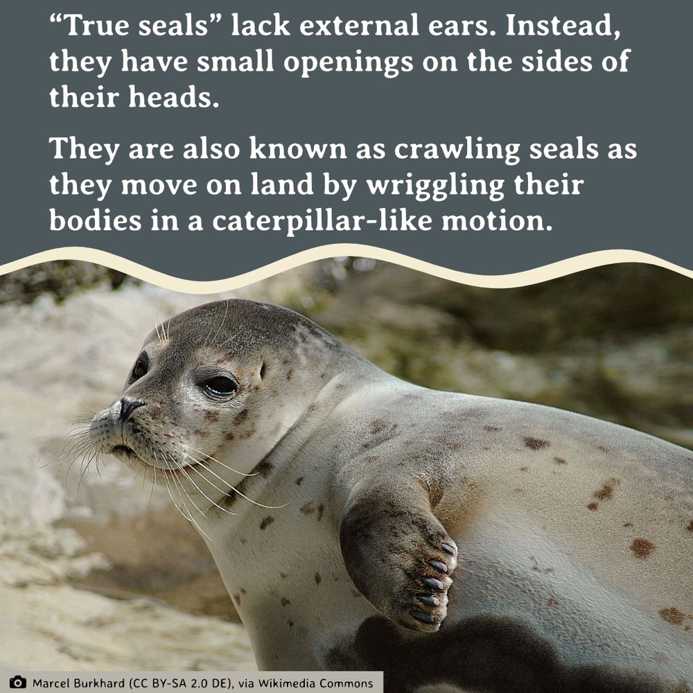 A harbor seal, colored in shades of gray with brown splotches, sits on the shore.
Photo by: Marcel Burkhard (CC BY-SA 2.0 DE), via Wikimedia Commons
Text: “True seals” lack external ears. Instead, they have small openings on the sides of their heads.
They are also known as crawling seals as they move on land by wriggling their bodies in a caterpillar-like motion.