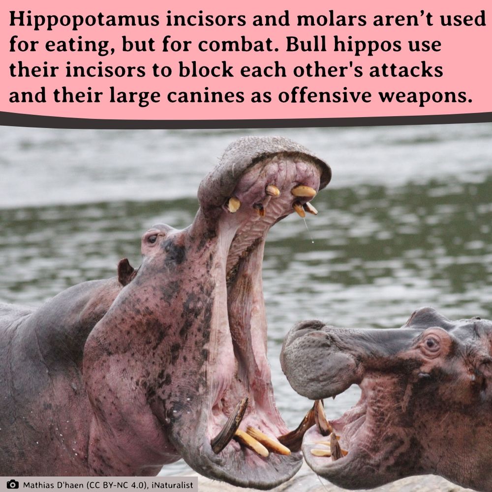 Two hippos fight by opening their jaws wide and exposing their teeth.
Photo by: Mathias D'haen (CC BY-NC 4.0), iNaturalist
Text: Hippopotamus incisors and molars aren’t used for eating, but for combat. Bull hippos use their incisors to block each other's attacks and their large canines as offensive weapons.
