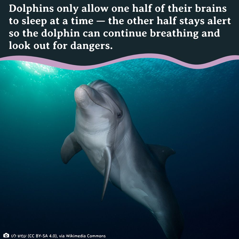 A dolphin swims through clear blur water with the sun shining through ocean ripples.
Photo by: טל שמע (CC BY-SA 4.0), via Wikimedia Commons
Text: Dolphins only allow one half of their brains to sleep at a time — the other half stays alert so the dolphin can continue breathing and look out for dangers.