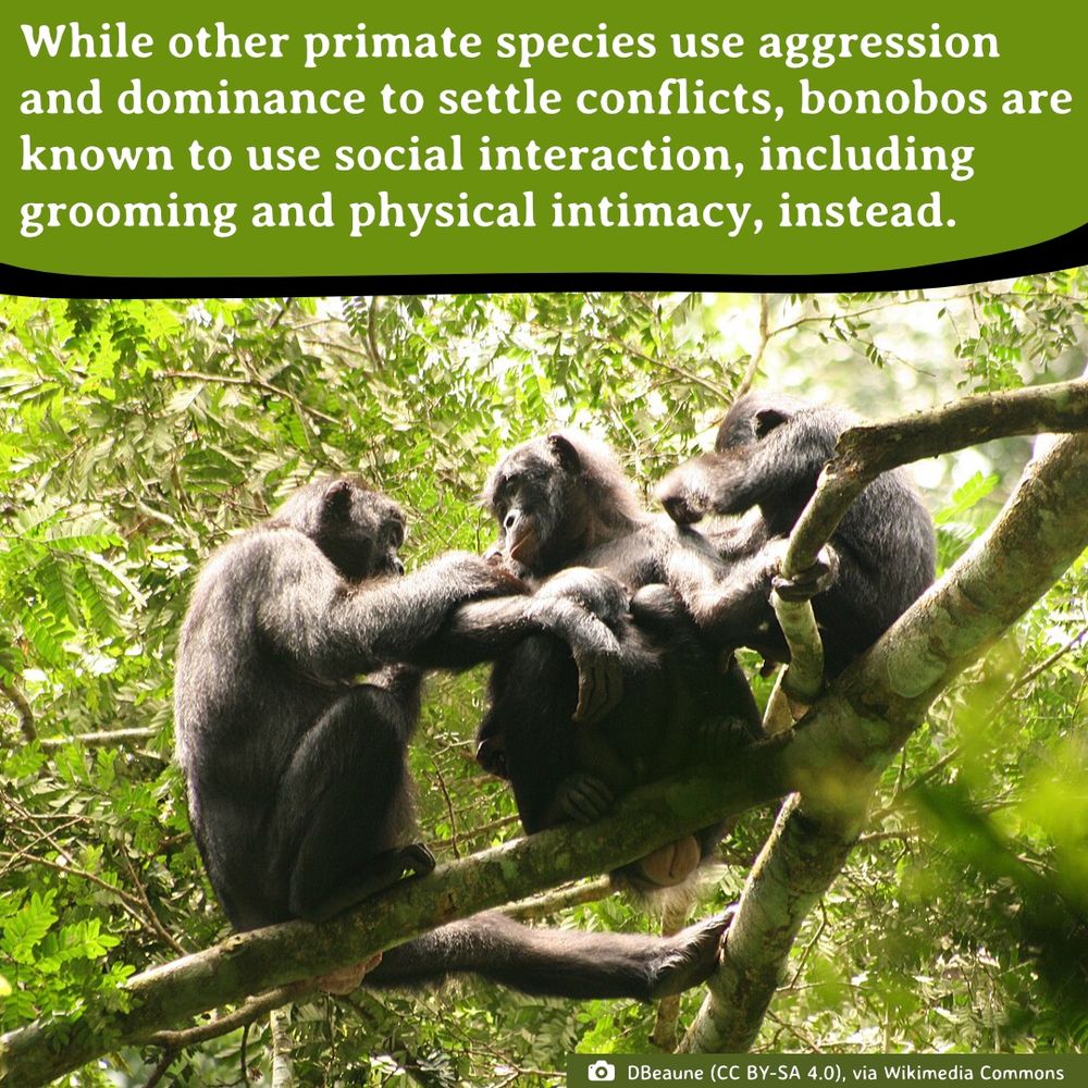 Three bonobos, black colored primates, groom each other while sitting on tree branches.
Photo by: DBeaune (CC BY-SA 4.0), via Wikimedia Commons
Text: While other primate species use aggression and dominance to settle conflicts, bonobos are known to use social interaction, including grooming and physical intimacy, instead.
