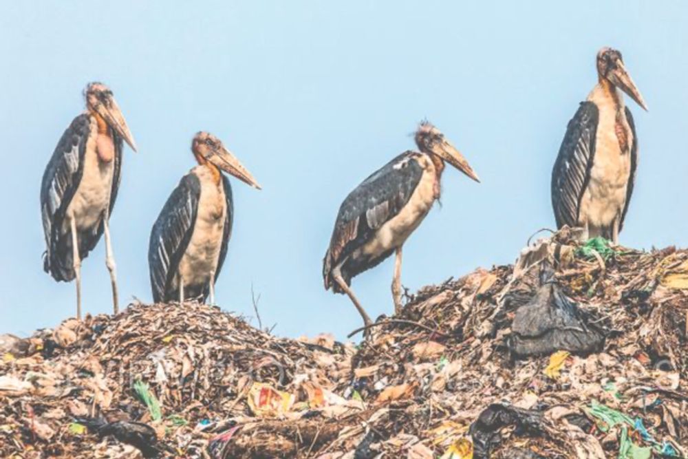 How an Army of 'Stork Sisters' Protects Assam's Endangered, Muppet-like Birds