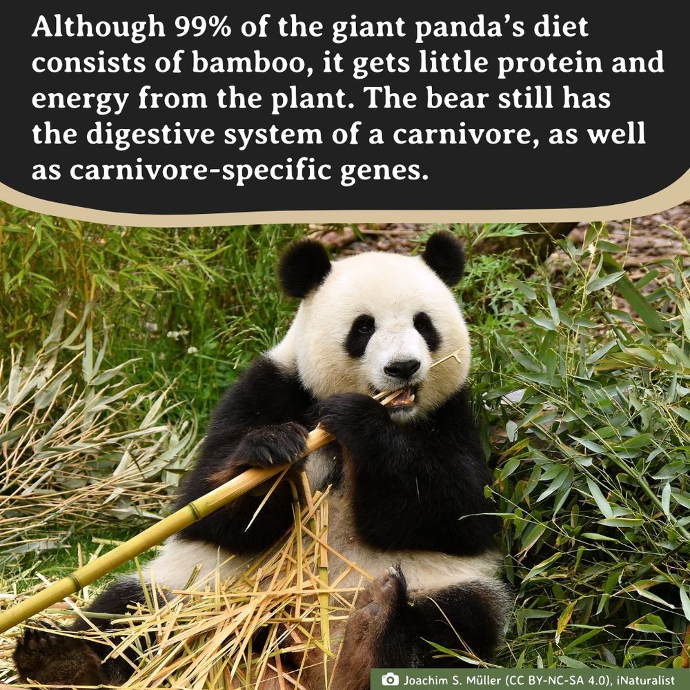 A giant panda, a black and white bear, eats a stem of bamboo.
Photo by: Joachim S. Mü̈ller (CC BY-NC-SA 4.0), iNaturalist
Text: Although 99% of the giant panda’s diet consists of bamboo, it gets little protein and energy from the plant. The bear still has the digestive system of a carnivore, as well as carnivore-specific genes.