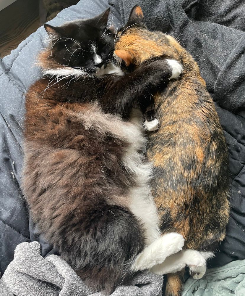 Big fluffy tuxedo cat and smaller calico cat asleep and snuggling.