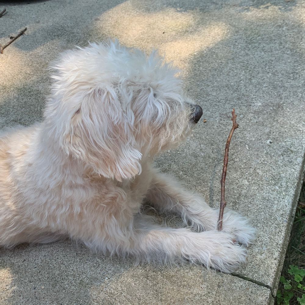 A small white dog lies on its stomach and looks slightly off to the side. The dog's front legs are stretched out in front of her. A short brown stick is held between her front paws.