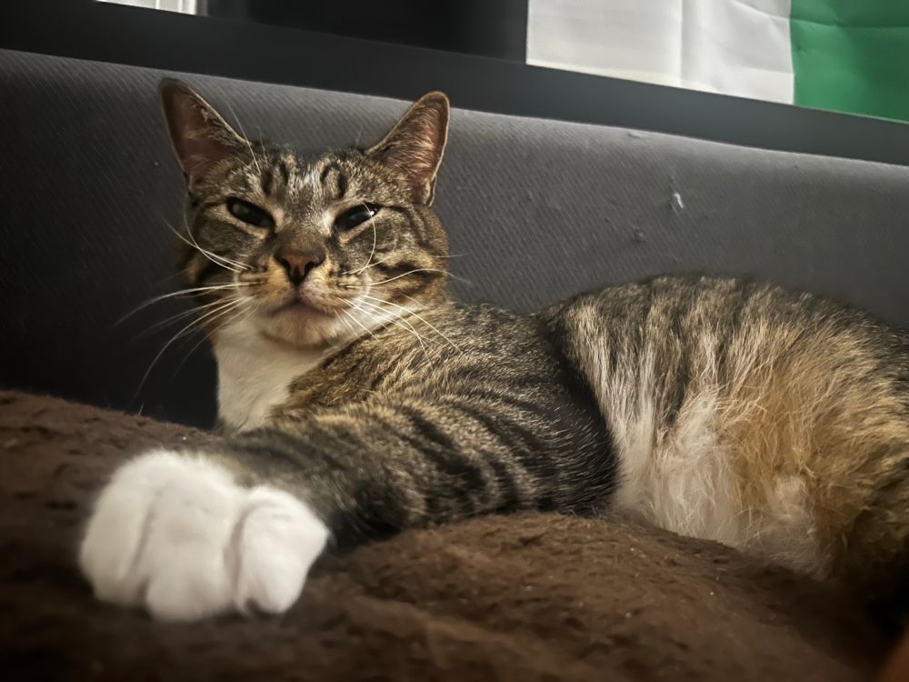 Cute kitty with white mittens and a devilish smile